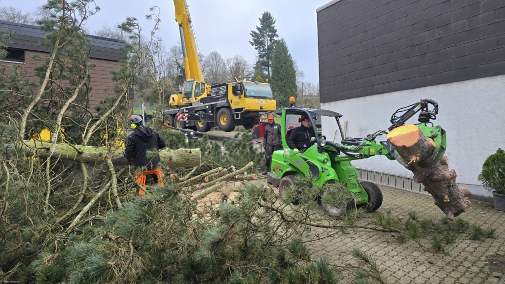 Spezialfällung mit Autokran der Baumhelden